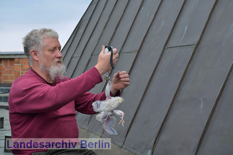 Falkenbetreuer Paul Sömmer bei der Beringung und dem Wiegen eines jungen Wanderfalken auf dem Turm des Roten Rathauses (Berlin-Mitte), 11. Mai 2012