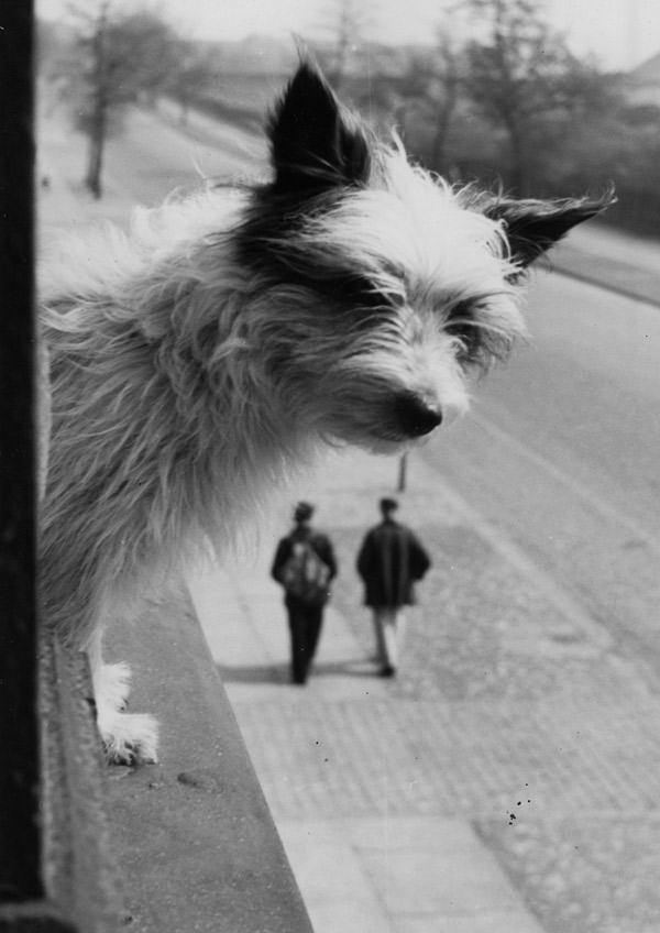 Hund in der Großstadt