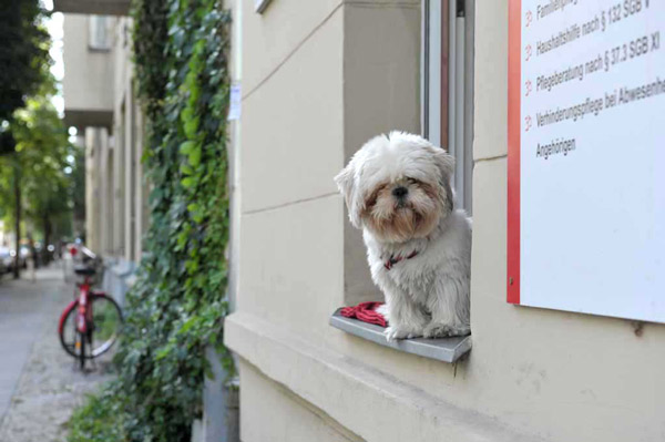 Hund auf einem Fensterbrett in der Leberstraße in Schöneberg, 2012